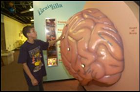 Interactive Brain
